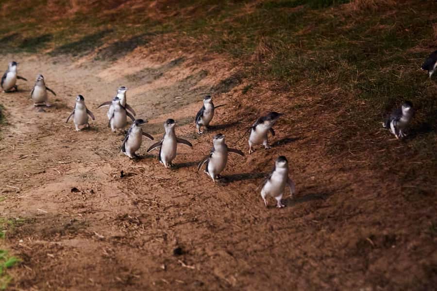 Melbourne: Puffing Billy Railway & Penguin Parade Day Tour - Who should book this day trip?