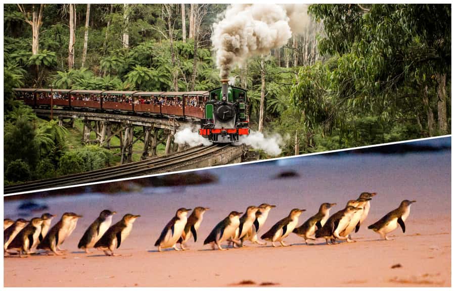 Melbourne: Puffing Billy Railway & Penguin Parade Day Tour - The optional Maru animal stop