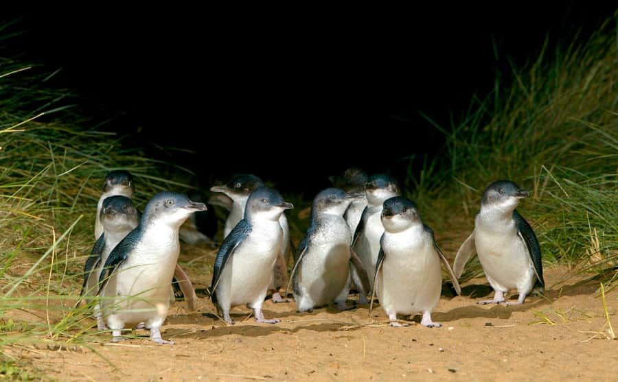 Melbourne: Puffing Billy Railway & Penguin Parade Day Tour - Guides, communication, and day-to-day organization