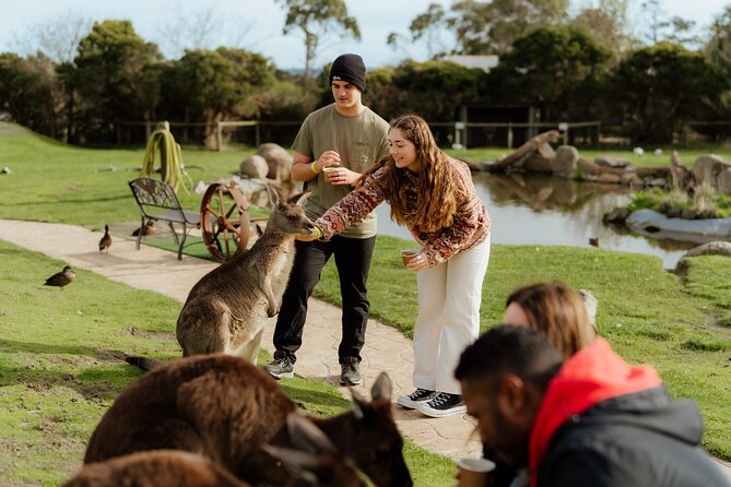 Melbourne Puffing Billy Train and Penguin Parade Day Tour Escape - Transport, comfort, and the long road day