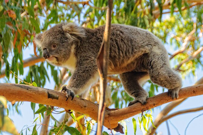Melbourne Puffing Billy Train and Penguin Parade Day Tour Escape - Who gets the best value from this tour