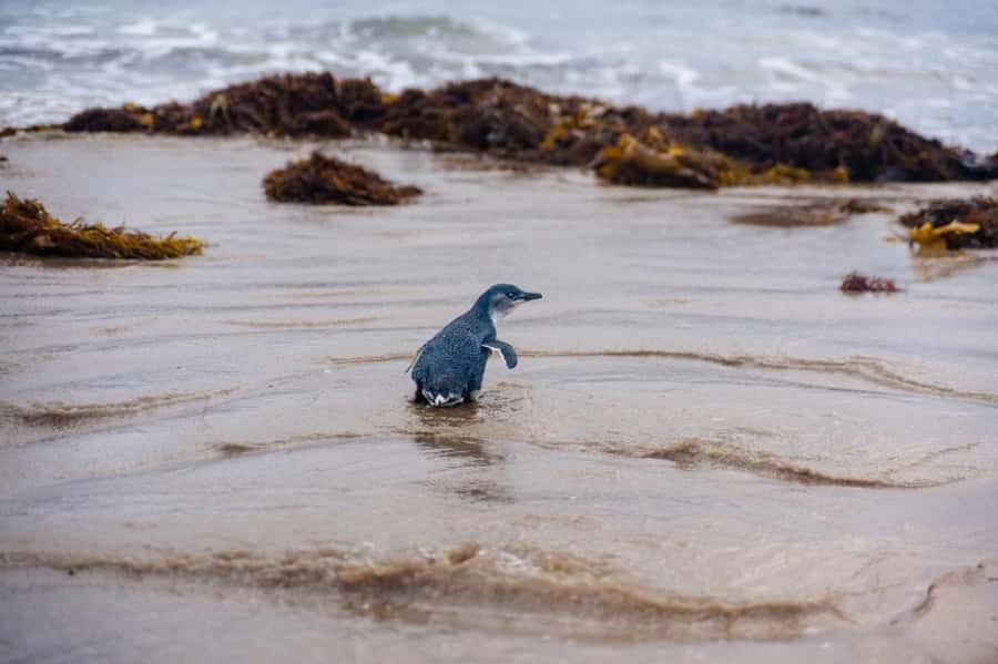 Melbourne: Puffing Billy Train & Penguin Island Excursion - The little penguins after sunset