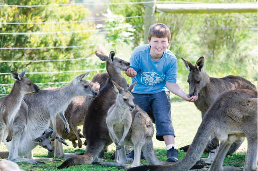 Melbourne: Puffing Billy Train & Penguin Island Excursion - The guides can make a long day easier