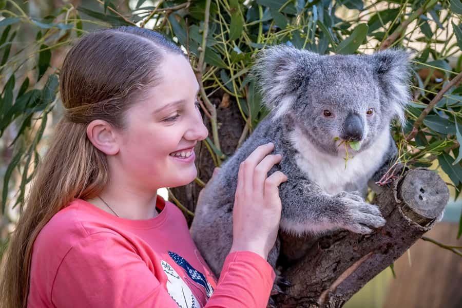 Melbourne: Puffing Billy Train & Penguin Island Excursion - Who will enjoy this excursion most