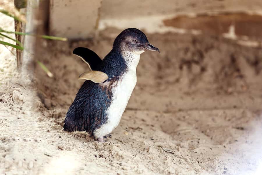 Melbourne: Puffing Billy Train & Penguin Parade Adventure - Why the Puffing Billy ride is worth your day