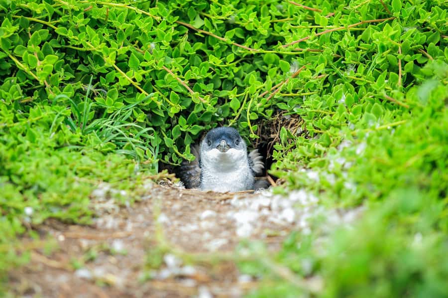 Melbourne: Puffing Billy Train & Penguin Parade Adventure - The optional Maru Koala and Animal Park stop