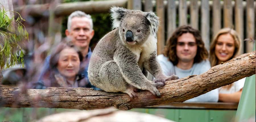 Melbourne: Puffing Billy Train Wildlife Zoo Private Tour - Riding Puffing Billy through the forest