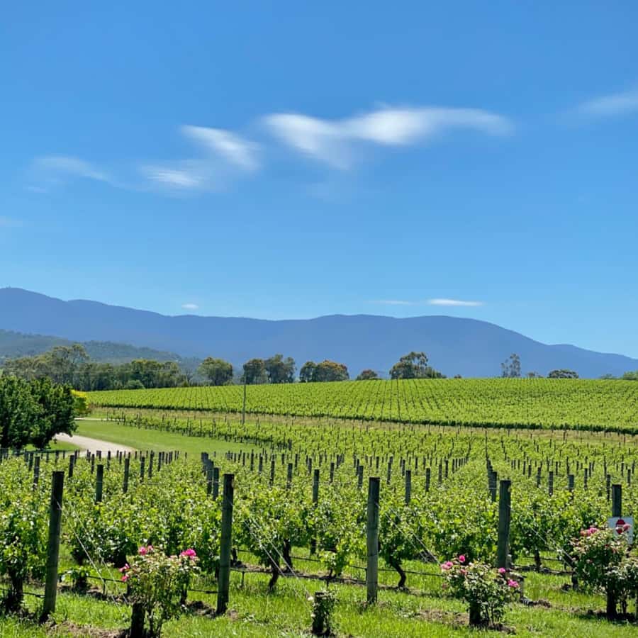 Melbourne: Relaxed Half-Day Yarra Valley Wine Tour - Returning to Melbourne by way of Federation Square