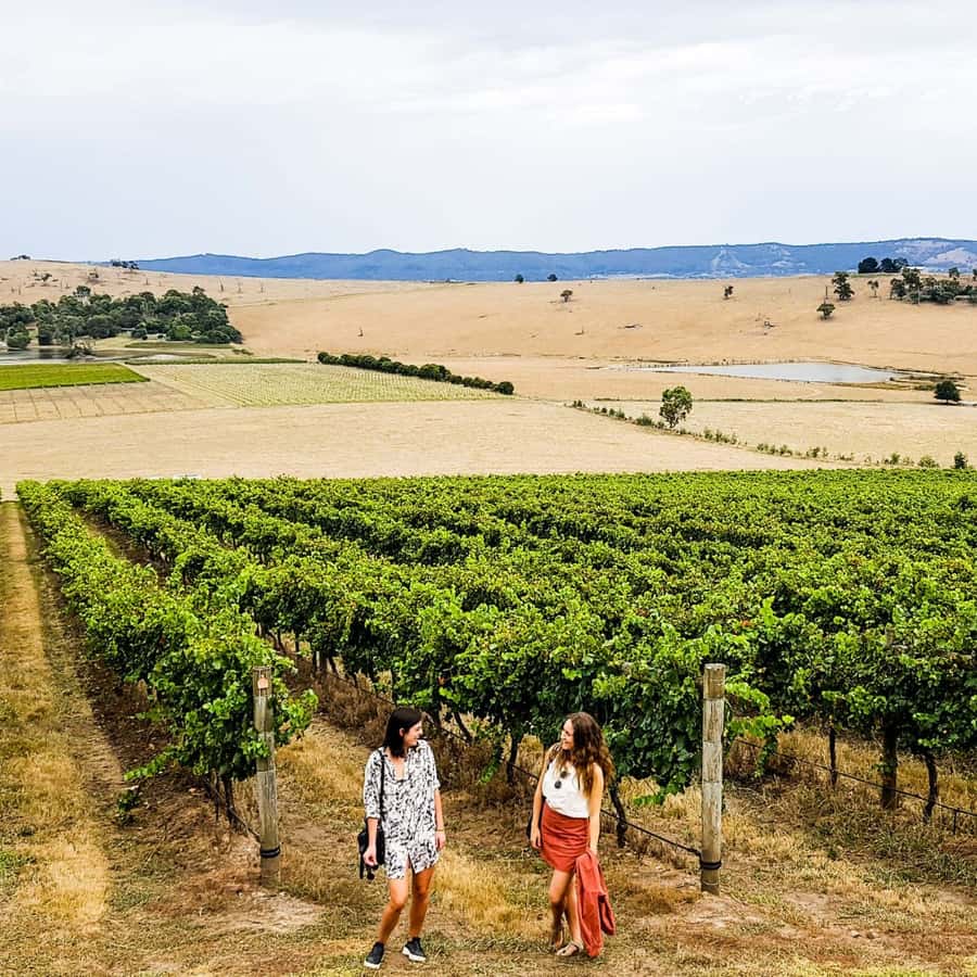 Melbourne: Relaxed Half-Day Yarra Valley Wine Tour - The group atmosphere and guide style