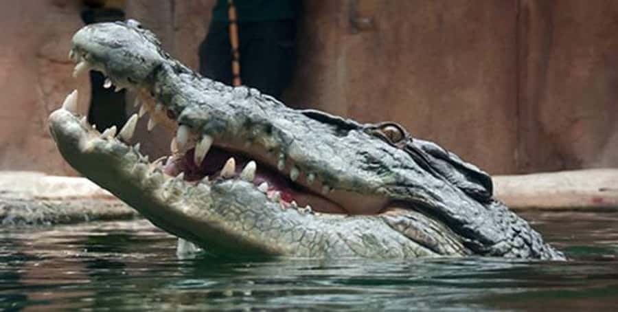 Melbourne: SEA LIFE Aquarium Entrance Ticket - How long should you allow?