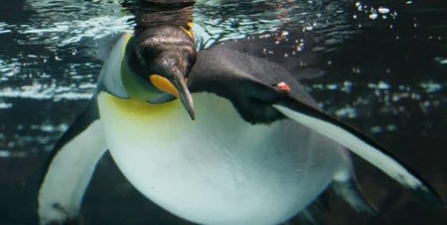 Melbourne: SEA LIFE Aquarium Entrance Ticket - Bay of Rays brings the big animals close