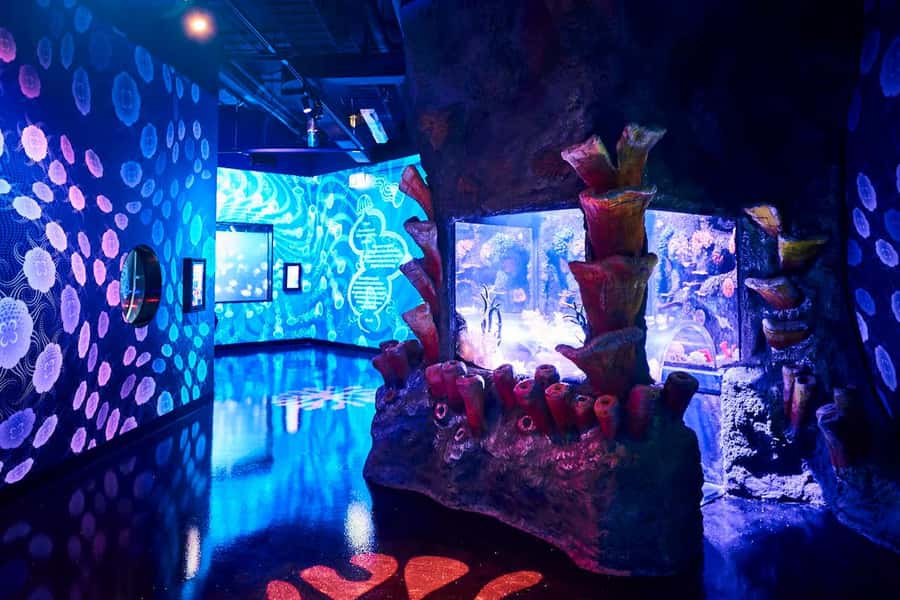 Melbourne: SEA LIFE Aquarium Entrance Ticket - The seahorse paternity ward tells a better story