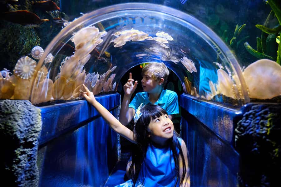 Melbourne: SEA LIFE Aquarium Entrance Ticket - Start with Australian marine life and unusual species