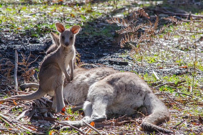 Melbourne to Adelaide 3-Day Great Ocean Road & Grampians Tour - Why this Melbourne to Adelaide route works