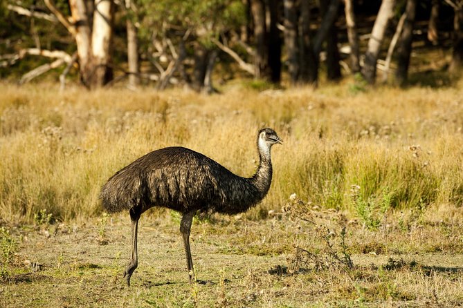 Melbourne to Adelaide 3 Day Tour via Great Ocean Road & Grampians - Day three: MacKenzie Falls and the Balconies