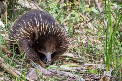 Melbourne to the Great Ocean Road & Grampians 3 Day Original Tour
