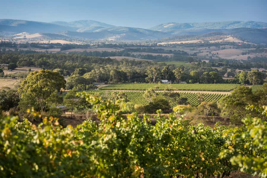 Melbourne: Yarra Valley Wine Bubbles & Kangaroos Tour - The kangaroo encounter at dusk