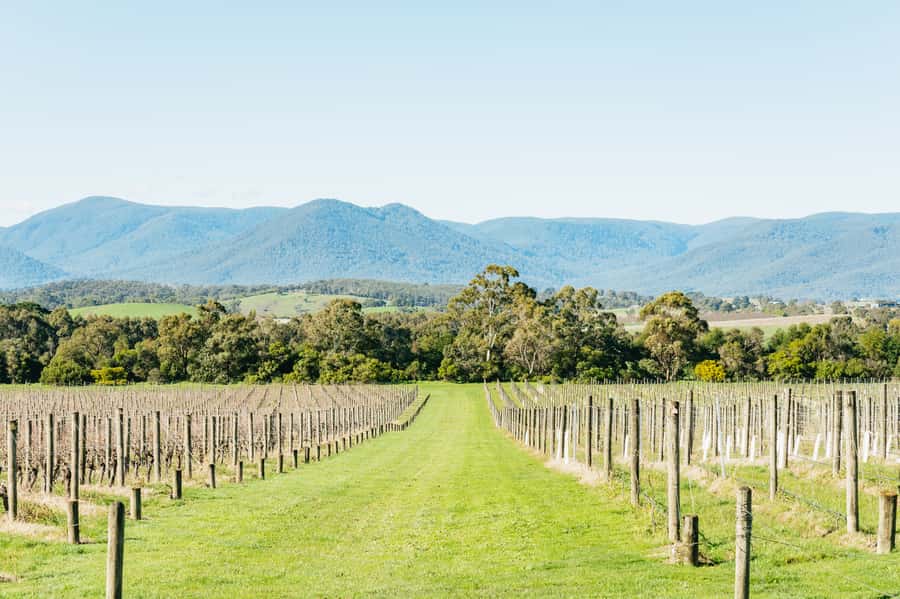 Melbourne: Yarra Valley Wine, Cider, Gin, Beer, & Choc Tour - What the $92 price really covers