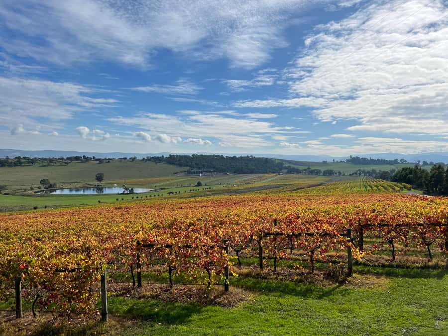 Melbourne: Yarra Valley Wine Tour + Lunch & Gin/Beer Option - Helen & Joey Estate adds a different winery mood