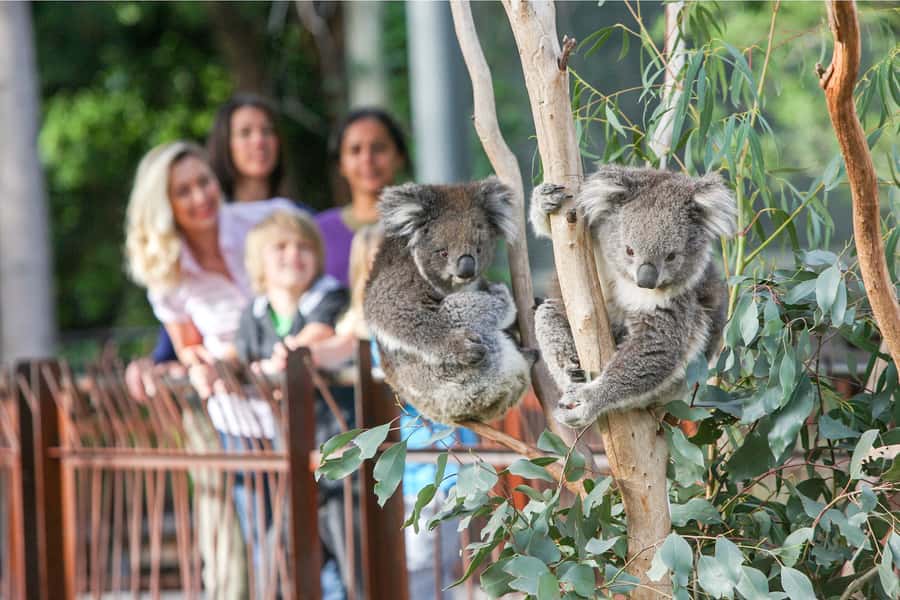 Melbourne Zoo: 1-Day Entry Ticket - From Central Melbourne to the Zoo Gates