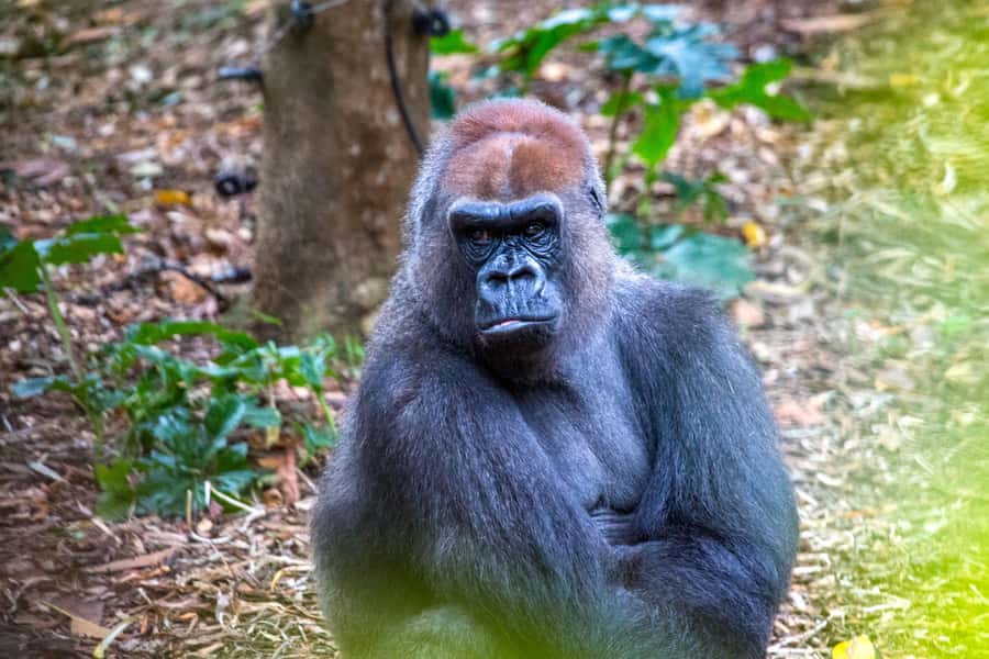 Melbourne Zoo: 1-Day Entry Ticket - Should You Book This Melbourne Zoo Ticket?
