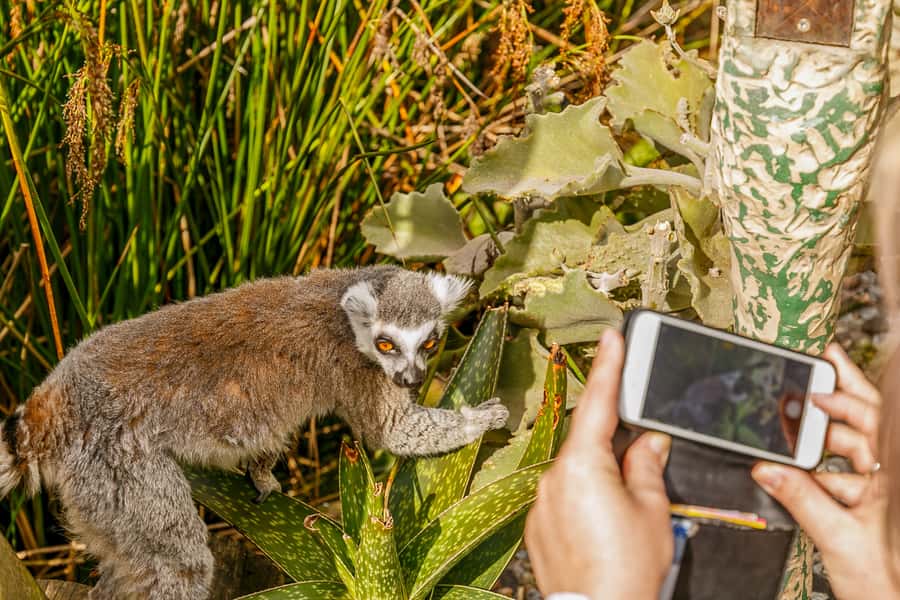 Melbourne Zoo: 1-Day Entry Ticket - A Large Zoo That Rewards a Full Day