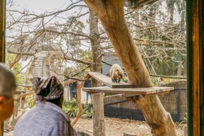 Melbourne Zoo: 1-Day Entry Ticket