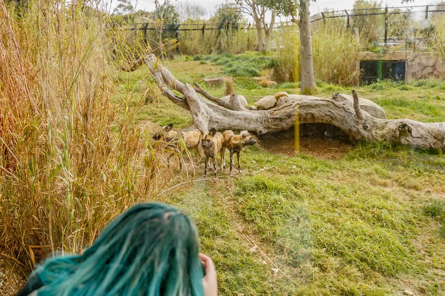 Melbourne Zoo: 1-Day Entry Ticket - Keeper Presentations Add Value to the Ticket