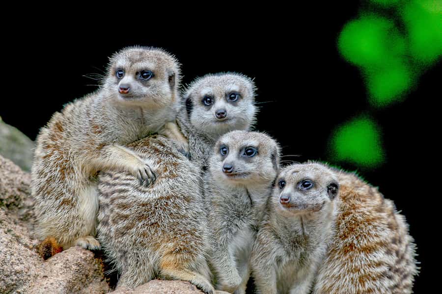Melbourne Zoo: 1-Day Entry Ticket - Is $37 Good Value for One Day?