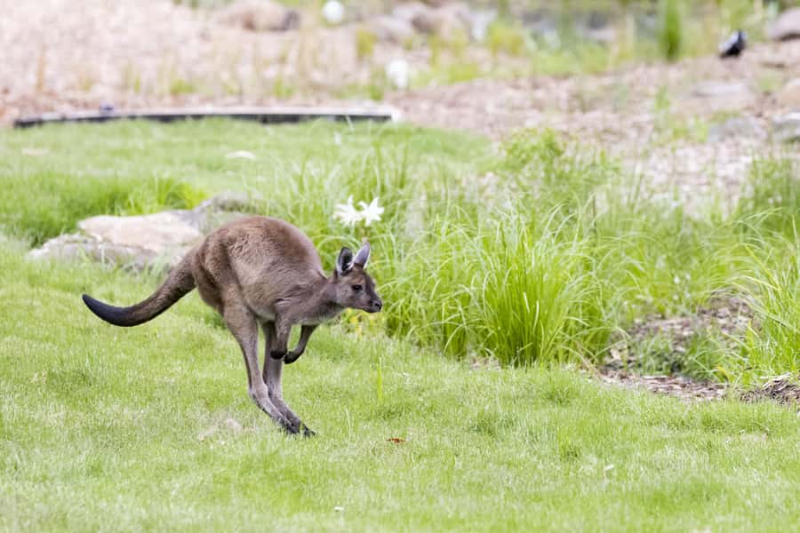 Melbourne Zoo: Australian Wildlife Experience Ticket - Why the first hour at Melbourne Zoo matters