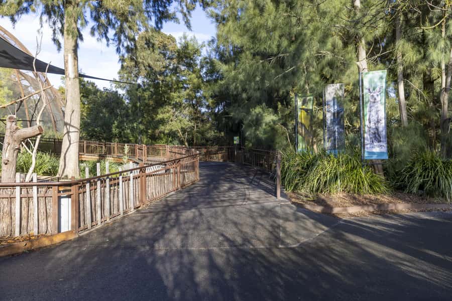 Melbourne Zoo: Australian Wildlife Experience Ticket - Meeting Karri and Waru as they wake