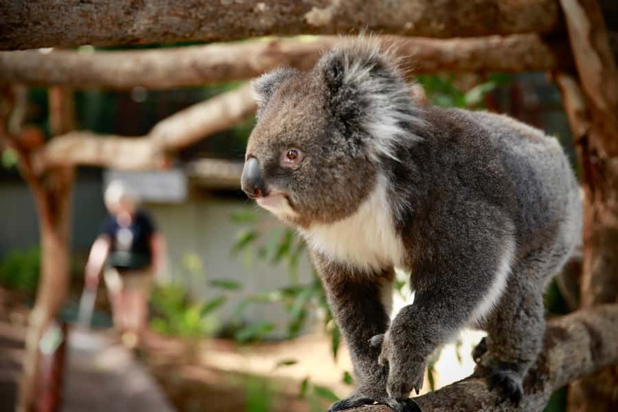 Melbourne Zoo: Australian Wildlife Experience Ticket - Tamar and Swamp wallabies are a welcome bonus