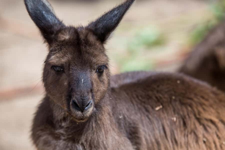 Melbourne Zoo: Australian Wildlife Experience Ticket - Inside the kangaroo exhibit before opening