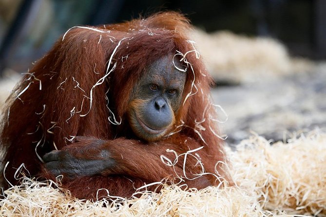 Melbourne Zoo General Entry Ticket - Key points to know before you go