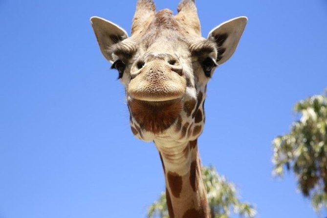 Melbourne Zoo General Entry Ticket - Meet Australian animals, with patience