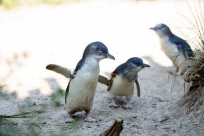 Melbourne Zoo General Entry Ticket