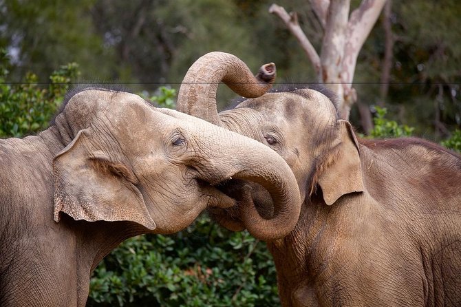 Melbourne Zoo General Entry Ticket - Let children set the pace for part of the day