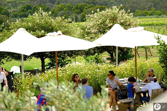 Montalto Vineyard: Mornington Peninsula Discovery Wine Tasting and Lunch - A seated tasting with a useful lesson