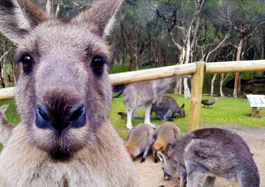 Moonlit Sanctuary Conservation Park Entry Ticket - Who should book Moonlit Sanctuary?