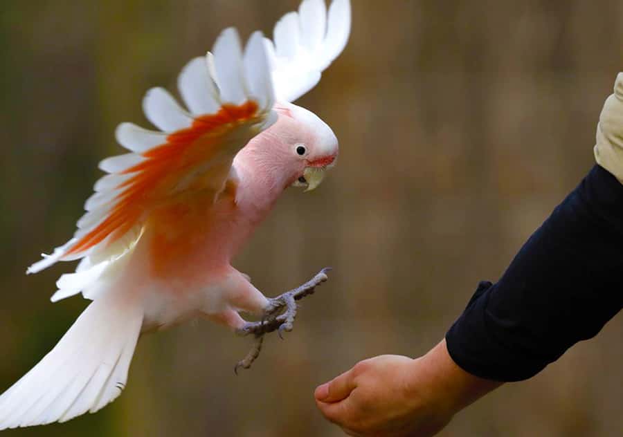 Moonlit Sanctuary Conservation Park Entry Ticket - Wetlands, parrots and endangered species