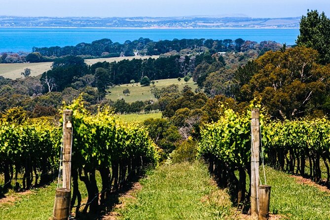 Mornington Peninsula Winery, Beer and Spirits Tour - Kerri Greens keeps the cellar door local and informal