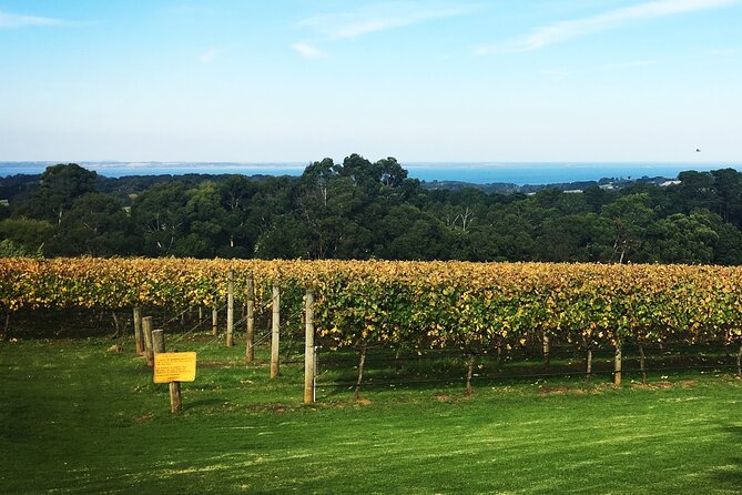 Mornington Peninsula Winery Bus Tour including lunch with a glass of wine - The guides can shape the whole day