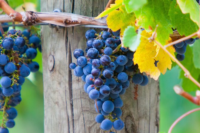 Mornington Peninsula Winery Bus Tour including lunch with a glass of wine - Red Hill Estate and views across Westernport Bay