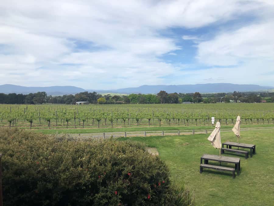 Mornington Peninsula Winery Bus Tour with Lunch & Wine - Key points to know before booking