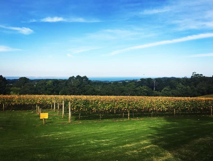 Mornington Peninsula Winery Bus Tour with Lunch & Wine - Four cellar doors in one Mornington Peninsula day