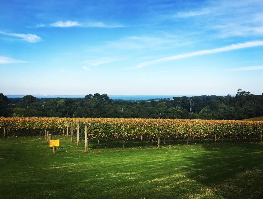 Mornington Peninsula Winery Bus Tour with Lunch & Wine - How the guides shape the experience