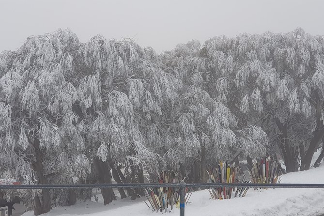 Mt Buller Day Trip from Melbourne - Skiing, lessons, or a snow walk