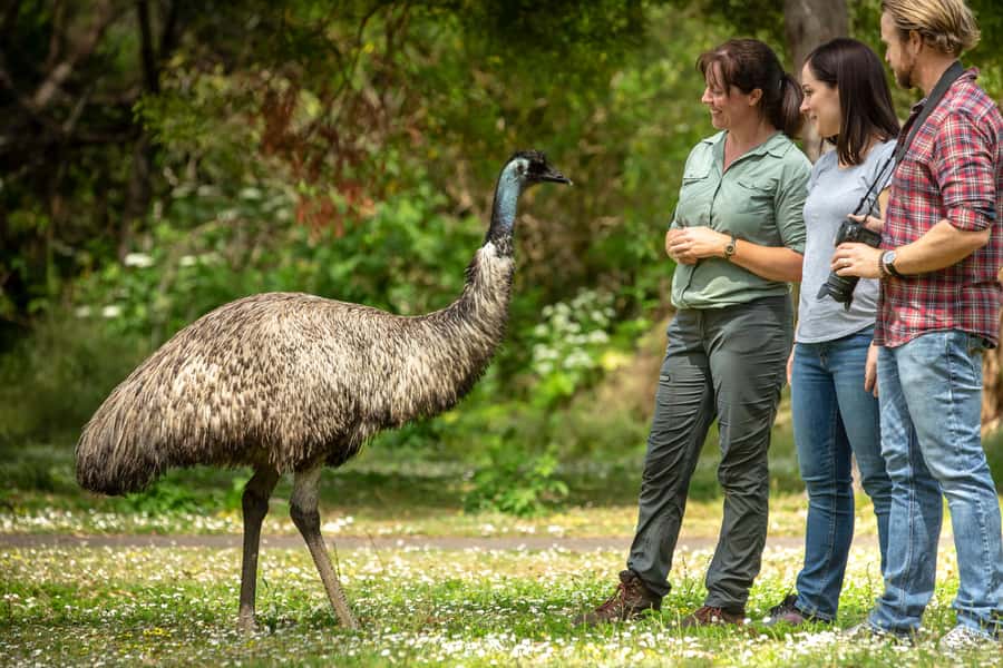 Oceans to Mountains Explorer: 3-Day Great Ocean Road Tour - From Melbourne to the Southern Ocean
