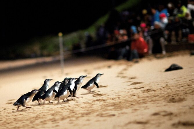 Penguin Parade, & Wildlife Encounters Eco Tour from Melbourne - Brighton Beach and the colorful bathing boxes
