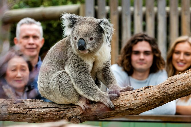Penguin Parade, & Wildlife Encounters Eco Tour from Melbourne - What the $118.35 price includes